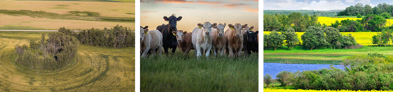 Learn more about our research on agricultural sustainability, messy fields, “win-win-wins,” precision farming, remote sensing, and agrivoltaics in the Canadian Prairies
