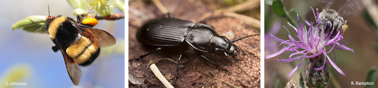 Learn more about our research on arthropod biodiversity and the pollination, pest regulation and weed control ecosystem services supplied by arthropods